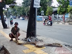 Cara Unik tapi Ngeri Kakek Subari, Bawa Ular Usir Penjajah Trotoar