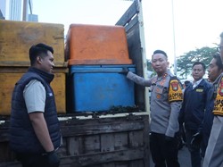 Truk Mencurigakan Disergap di Tangerang, Ternyata Bawa Benih Lobster Ilegal