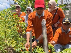 Antisipasi Cabai Mahal, Pemkot Mataram Anggarkan Rp 500 Juta Bangun Greenhouse Antisipasi Cabai Mahal, Pemkot Mataram Anggarkan Rp 500 Juta Bangun Greenhouse