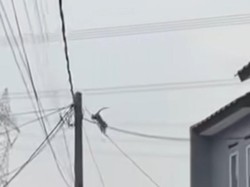 Kawanan Monyet Masih Berkeliaran di Perumahan Depok, Warga Duga dari Tangsel