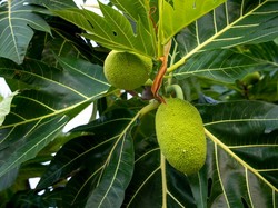 6 Manfaat Teh Daun Sukun bagi Kesehatan dengan Cara Mengolah dan Bahayanya