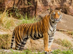 Benarkah Harimau Takut Kucing? Ini Penjelasannya Benarkah Harimau Takut Kucing? Ini Penjelasannya