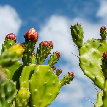 Mengenal Prickly Pear, Buah Kaktus yang Kaya Manfaat untuk Kesehatan Kulit dan Rambut