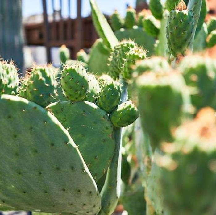 Di Indonesia sendiri, sudah banyak tanaman Prickly Pear yang dibudidayakan di sini.