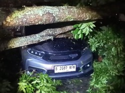 Angin Kencang di Magelang, 4 Orang Luka Tertimpa Pohon-Baliho Angin Kencang di Magelang, 4 Orang Luka Tertimpa Pohon-Baliho
