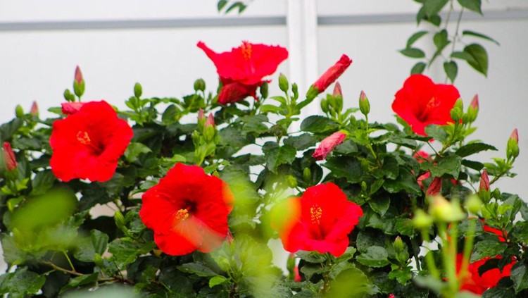 Tanaman hias outdoor Bunga kembang sepatu merah Vibrant hibiscus flowers flourish in a garden during summer.