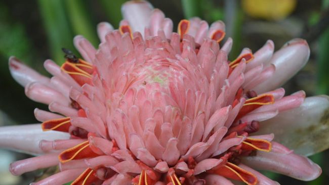 Di balik aromanya yang unik, kecombrang ternyata menyimpan sederet khasiat kesehatan yang menjadikannya superfood potensial.