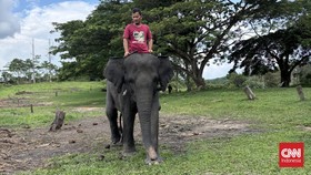 PHR Rawat Keanekaragaman Hayati Lewat Konservasi Gajah Liar