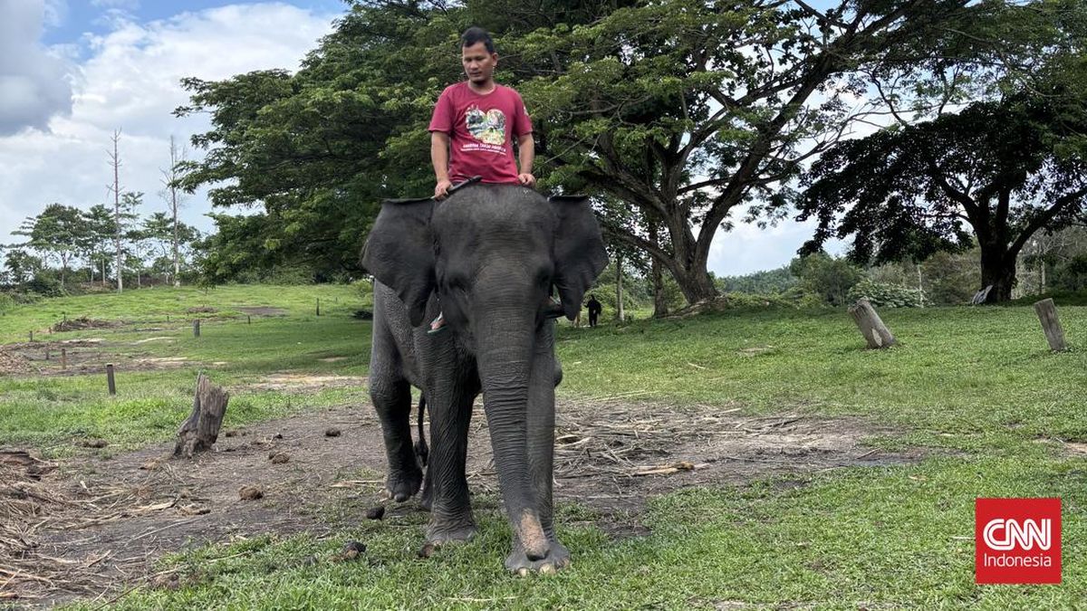 PHR Rawat Keanekaragaman Hayati Lewat Konservasi Gajah Liar