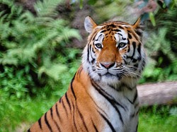 7 Hewan yang Ditakuti Harimau, Apakah Kucing Termasuk?