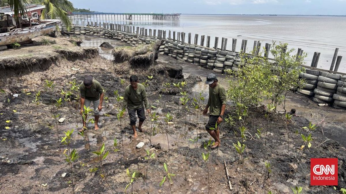 Inovasi Kilang Pertamina Jaga Warga Pesisir Dumai dari Abrasi