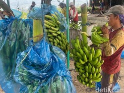 Asal-usul Pisang Moca Anjasmara, Cavendish Manis Khas Mojokerto Asal-usul Pisang Moca Anjasmara, Cavendish Manis Khas Mojokerto
