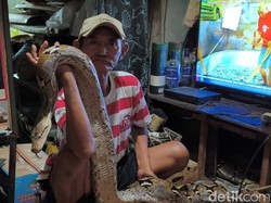 Cerita Kakek Subari Pernah Dimarahi Pemotor gegara Taruh Ular di Trotoar