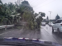 Pohon Tumbang di Tol Jagorawi Arah Cawang, Petugas Langsung Evakuasi Pohon Tumbang di Tol Jagorawi Arah Cawang, Petugas Langsung Evakuasi