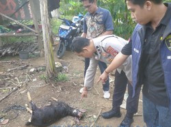 BKSDA Sebut Penyempitan Habitat Pemicu Beruang Madu Masuk Kampung