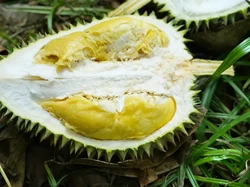 Efek Samping Minum Susu hingga Jenis Durian Terbaik yang Creamy
