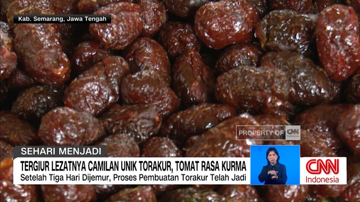 VIDEO: Sehari Menjadi Produsen Torakur, Tomat Rasa Kurma
