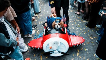 FOTO: Gemas! Momen Anjing-anjing Ikut Parade Halloween