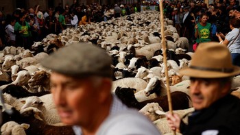 FOTO: Kala Ribuan Domba Serbu Madrid, Lewati Rute Penggembalaan Kuno