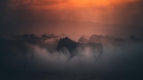 8 Hewan Mitos di Indonesia, Apa Saja?