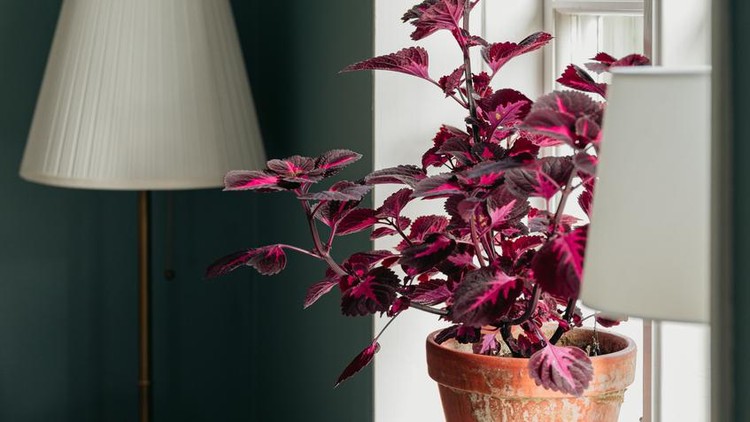 Tanaman hias coleus coleus plant in window indoors in home

Plectranthus scutellarioides photo taken in natural light