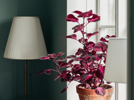 5 Tanaman Hias yang Dapat Ditanam dari Biji di Dalam Ruangan