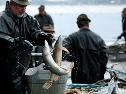 Australia Kebanjiran Ikan Mas, Warga Diajak Menyantapnya