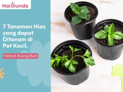 7 Tanaman Hias yang dapat Ditanam di Pot Kecil, Hemat Ruang Bun!