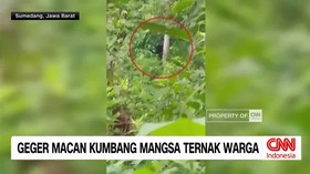 VIDEO: Geger Macan Kumbang Mangsa Ternak Warga Sumedang