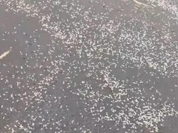 Sederet Fakta Heboh Kemunculan Hewan Putih Mirip Udang di Pantai Baru