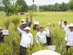 Sultan Serahkan Alsintan dan Benih Jagung untuk Petani di Mukomuko Sultan Serahkan Alsintan dan Benih Jagung untuk Petani di Mukomuko