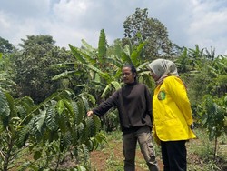 Secangkir Kopi Sintok di Garut: Inovasi Drip Bag dan Harmoni dengan Alam