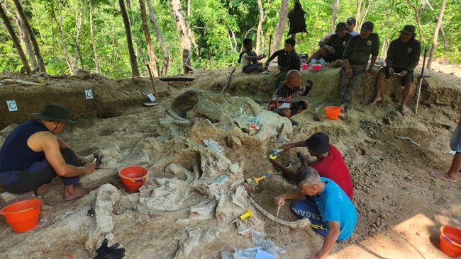Penemuan fosil gajah purba ini tepatnya berlokasi di Hutan Tritik, KPH Nganjuk, Desa Tritik, Kecamatan Rejoso, Kabupaten Nganjuk.