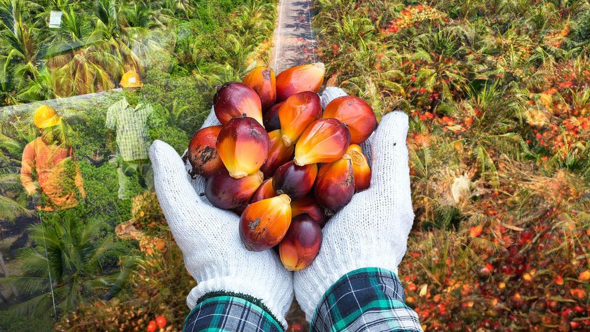 CPO Turun Pekan Ini, Ancaman El Nino di Malaysia Masih Jadi Penyangga 