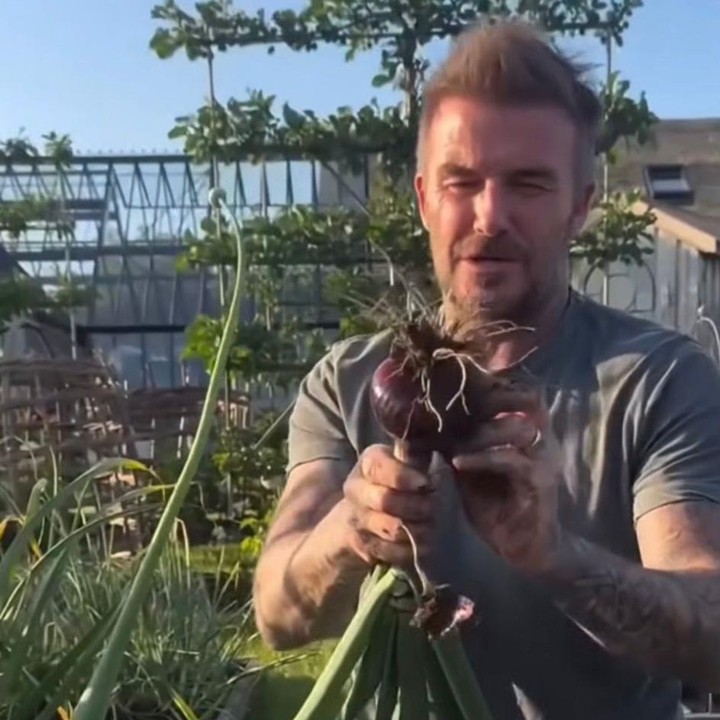 <p>Di balik kesuksesannya di dunia sepak bola, David Beckham kini mempunyai hobi berkebun lho, Bunda. Lewat Instagram miliknya, ia kerap memamerkan hasil panen dari kebunnya sendiri. (Foto: Instagram @davidbeckham)</p>