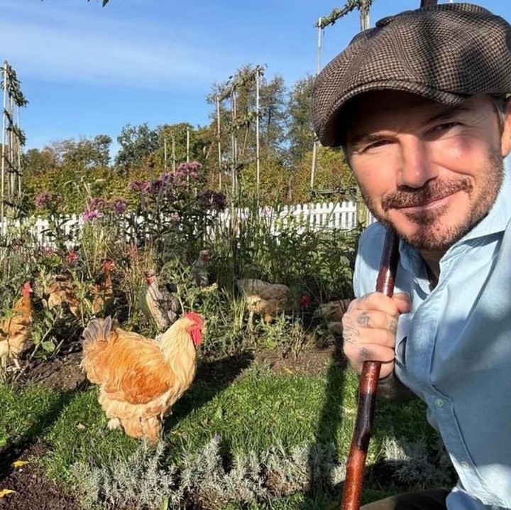 <p>Tak hanya berkebun saja nih, Bunda, pria berusia 50 tahun ini juga memelihara hewan ternak ayam. Dalam potretnya, David menunjukkan sejumlah ayam yang ia rawat dengan penuh cinta. (Foto: Instagram @davidbeckham)</p>