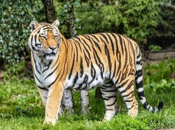Beda Harimau dan Macan, Siapa yang Terkuat dan Paling Mematikan?