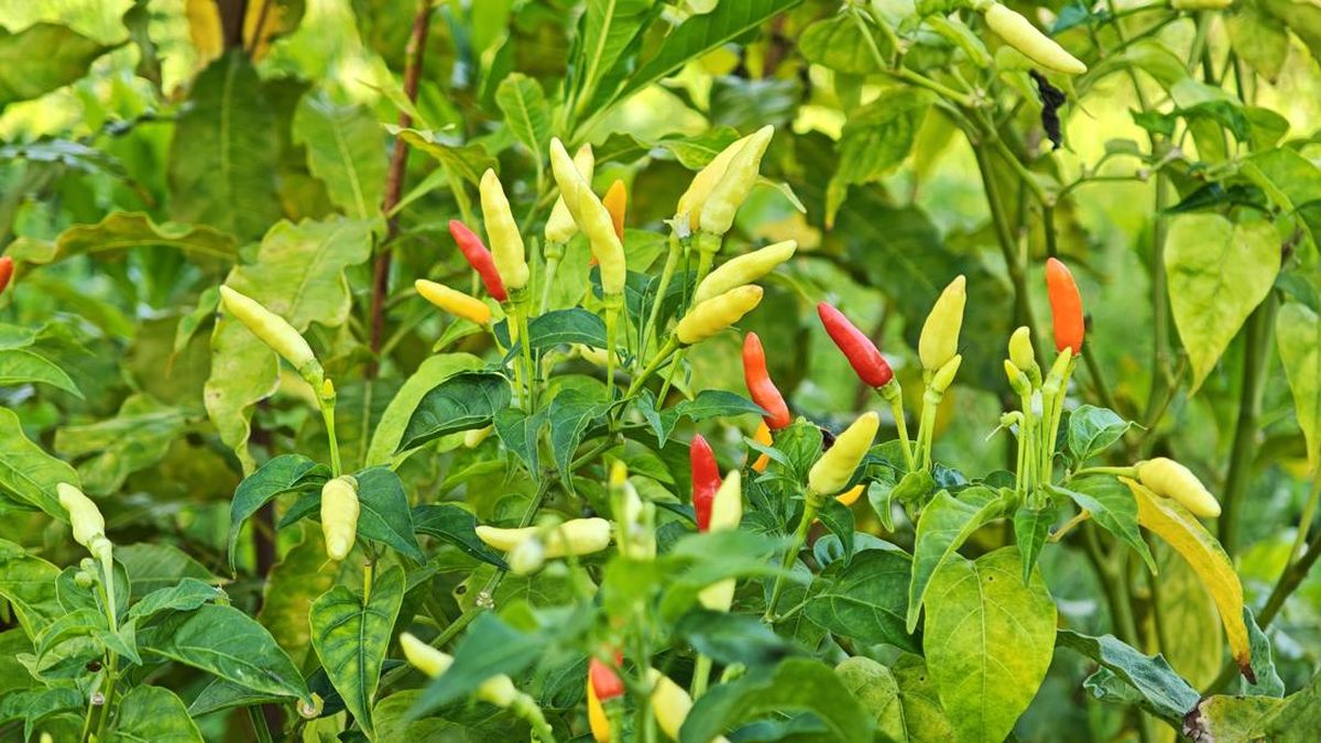 Apakah Menanam Cabai Itu Mudah? Begini Caranya agar Cepat Berbuah