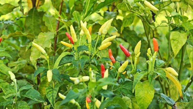 Apakah Menanam Cabai Itu Mudah? Begini Caranya agar Cepat Berbuah Sebenarnya menanam cabai cukup mudah. Hanya saja, cabai perlu perawatan yang baik agar cepat berbuah lebat dan tidak mudah terserang hama.