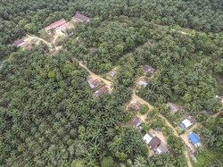 Apakah Pohon Sawit Bisa Menyerap Air? Ini Fungsi dan Dampaknya bagi Lingkungan