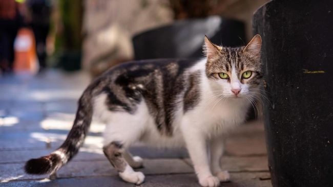 Cara mengusir kucing liar dari rumah tanpa kekerasan