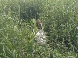 Warga Muba Temukan Mayat Membusuk dalam Karung, Polisi Selidiki
