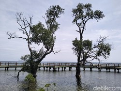 Wisata Kepulauan Seribu agar Berkelanjutan: Atasi Sampah, Punya Hutan Mangrove