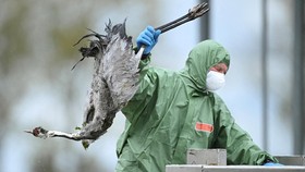Jerman Dilanda Wabah Flu Burung, Ratusan Ribu Hewan Dimusnahkan
