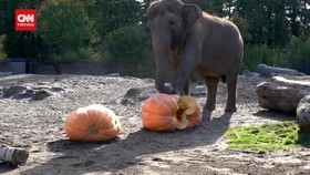 VIDEO: Gajah di Oregon AS Rayakan Halloween