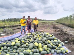 BAP Dorong Petani di OKI Kelola Lahan Produktif dan Ramah Lingkungan