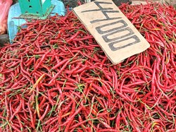 Harga Cabai Merah di Palembang Mahal, Petani Pilih Jual Ke Luar Sumsel