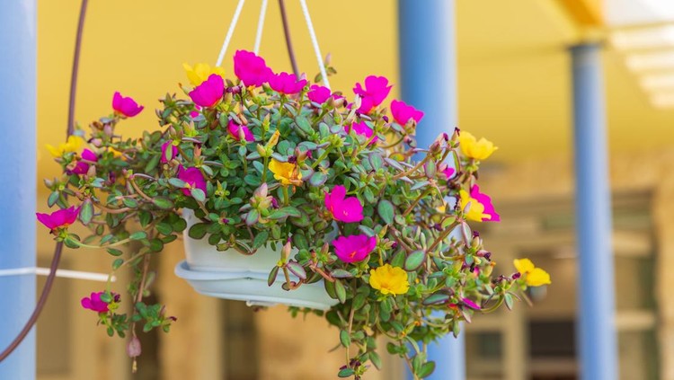 Periwinkle flowers hang in a white pot hang on a blue pillar
