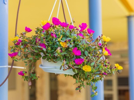 15 Tanaman Hias Gantung Outdoor untuk Teras Rumah yang Tahan Panas