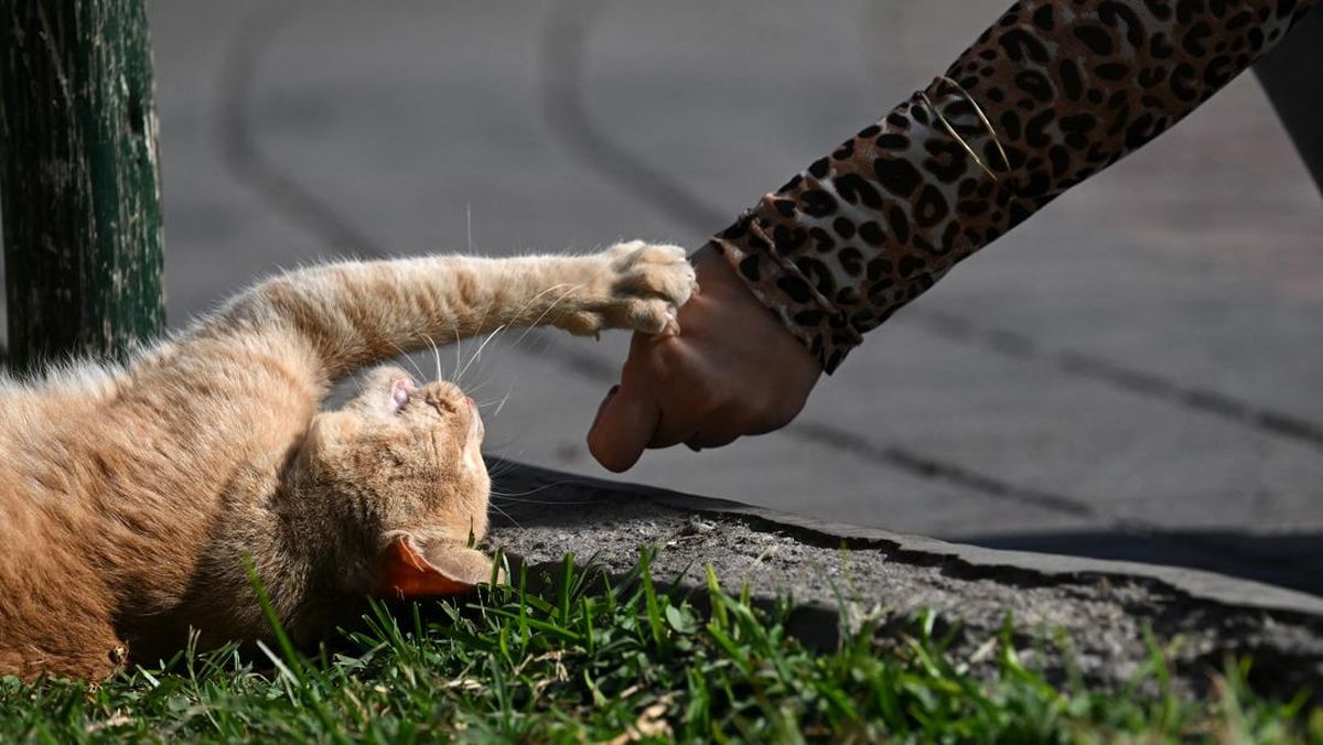 Perempuan di Jembrana Tewas Suspek Rabies, Sempat Digigit Kucing